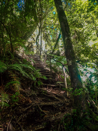Escalera y raíces